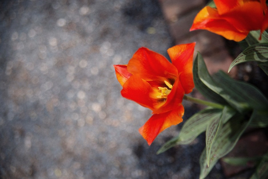 tulip at the chicago botanic gardens