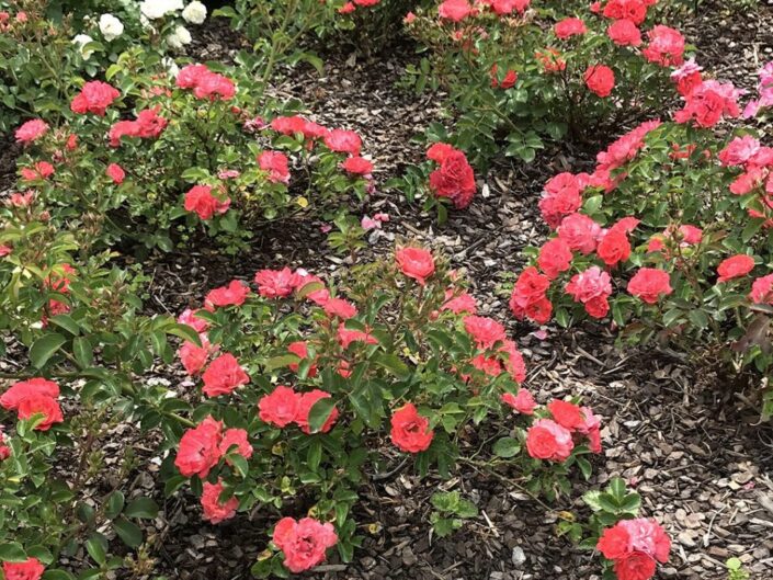 Coral Drift Groundcover Rose