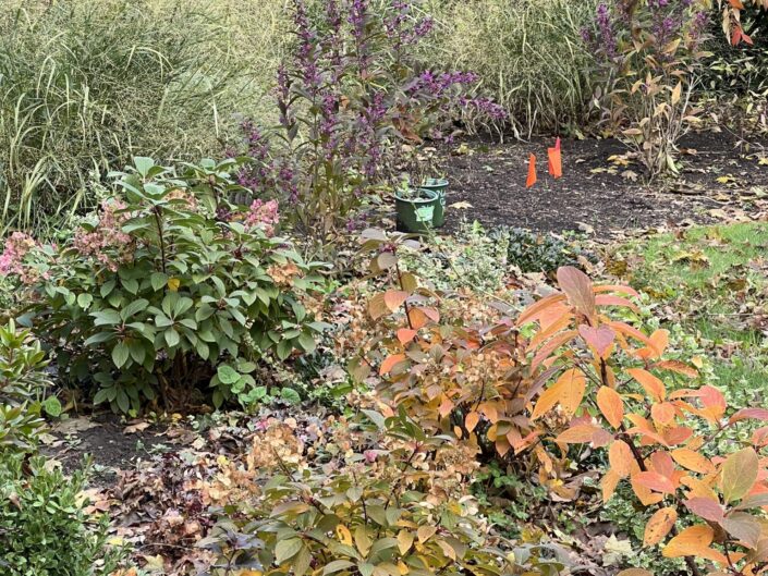 Three shrubs in center: Little Quickfire Hydrangea (fall color), Heavy Metal Switchgrass in the background and Purple Glam Beautyberry
