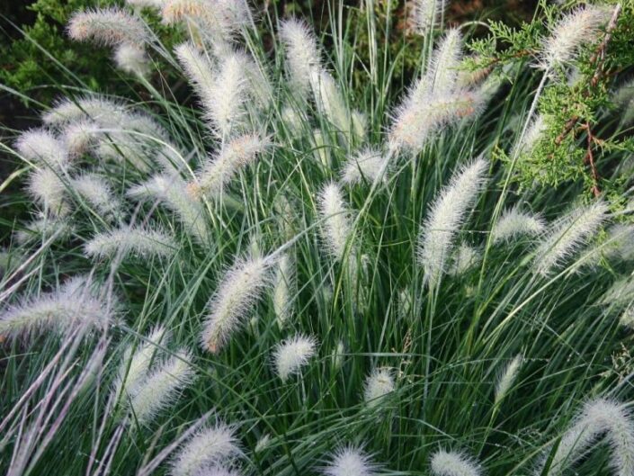 Piglet Dwarf Fountain Grass